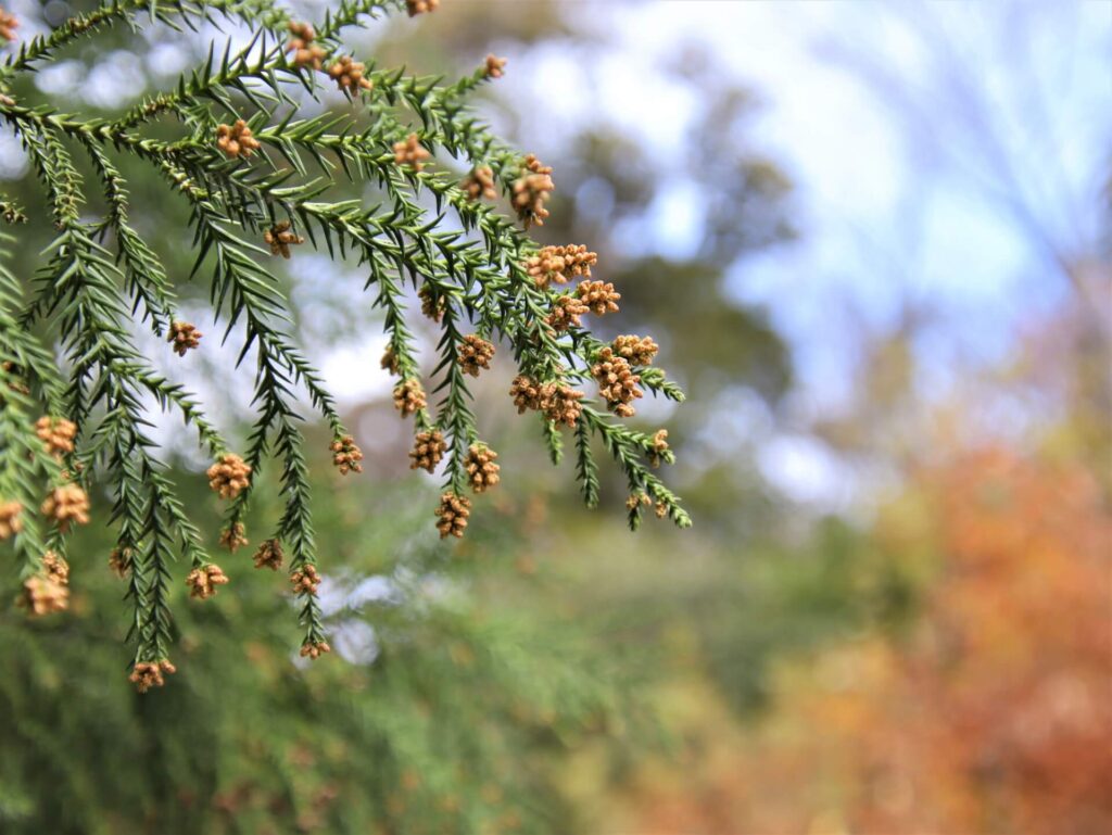 スギ花粉が飛散している
