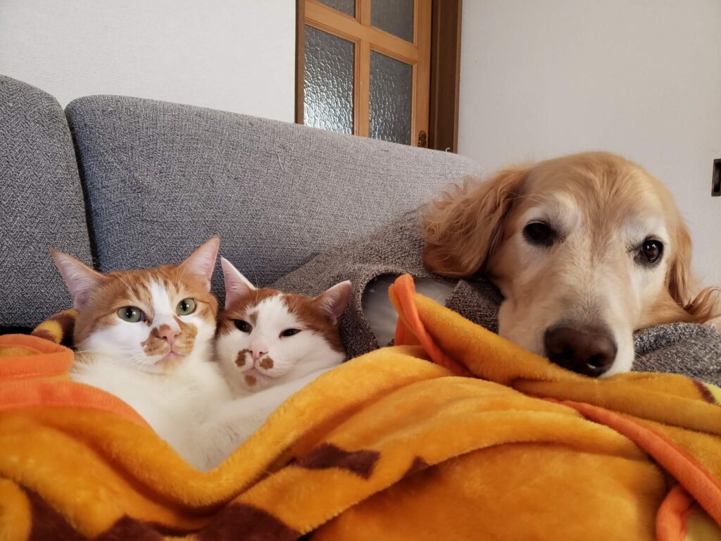 ソファでくつろぐ犬と猫