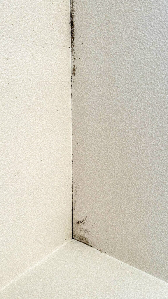 クロスの表面のカビ