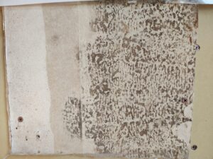 結露でカビが生えた壁の裏側