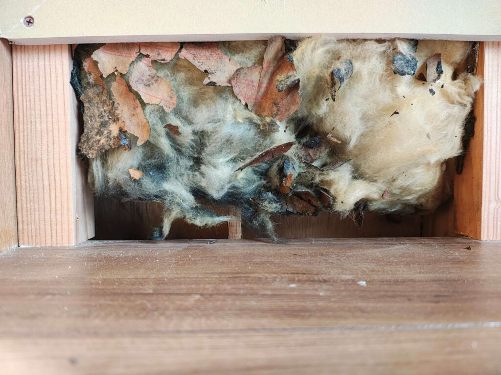 カビが生えた壁のなかの断熱材